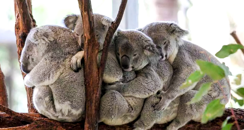 Khu bảo tồn gấu Koala - Lone Pine ở Brisbane